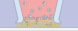Potential transmigration assay concept with the micro-Insert 3D