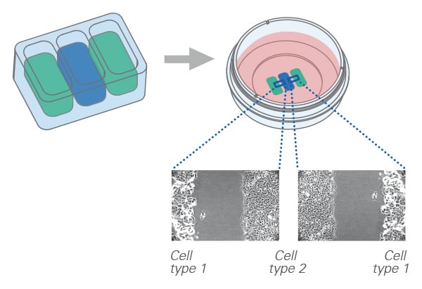 Different cell populations seeded in separate wells of a Culture-Insert