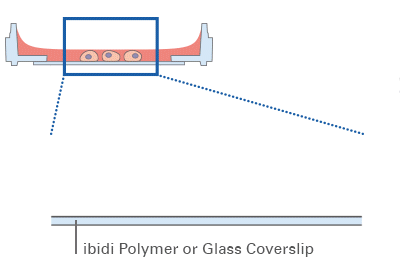 µ-Dish 35 mm, low | Cell Culture Imaging Dish | ibidi