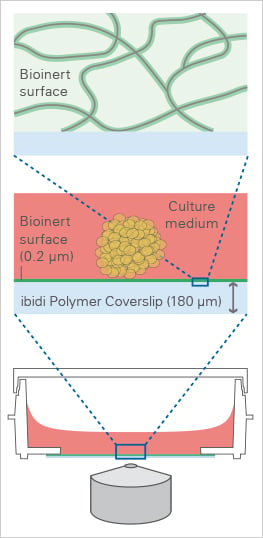 The Bioinert principle