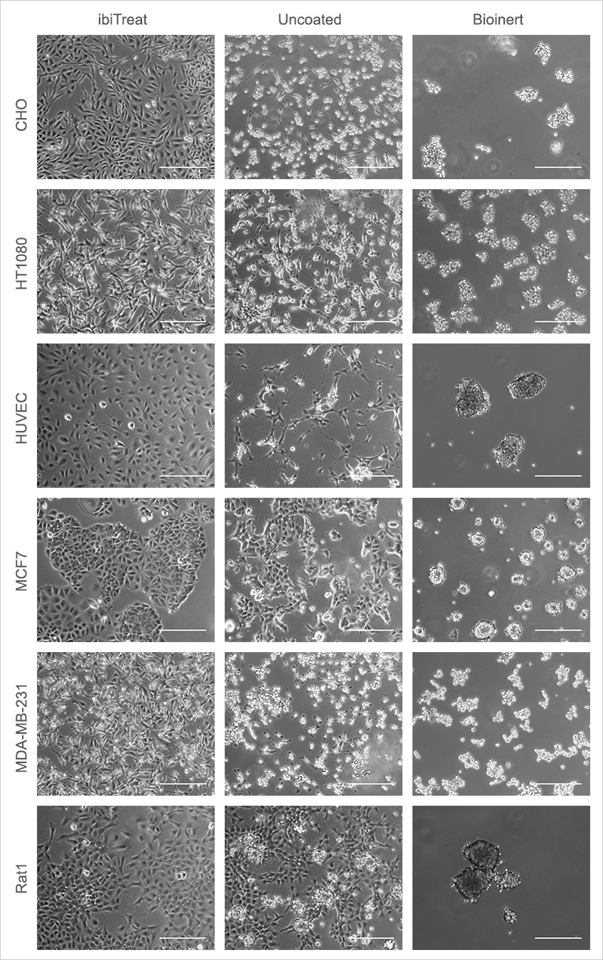 Application Example: Cultivation of Adherent Cells on Different Surfaces