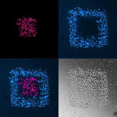 Brightfield and fluorescence images of multicellular shapes created using Biopixlar