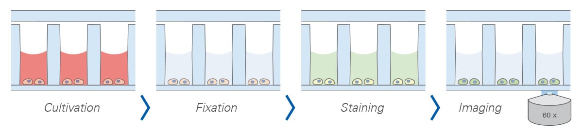 Workflow of the µ-Slide 32 Well