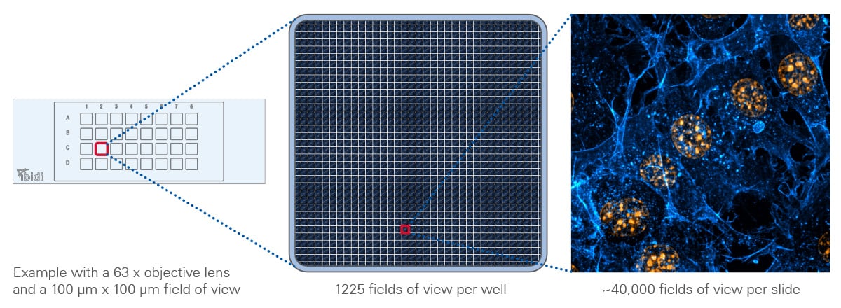 High-Content Imaging Area of the µ-Slide 32 Well