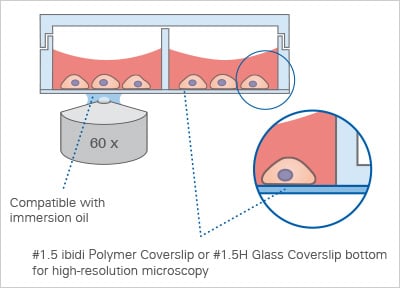µ-Slide 2 Well | Chambered Coverslip for Cell Imaging | ibidi