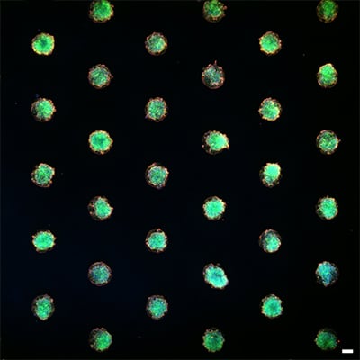 Huh7 Spheroids