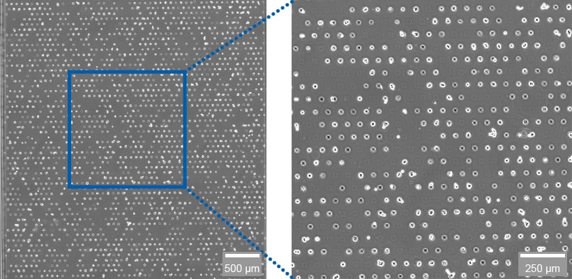 A549 cells on a laminin-coated µ-Slide VI 0.4 µ-Pattern (25 µm squares, 75 µm distance, hexagonal)