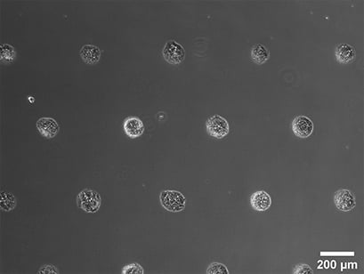 Spheroid formation of NIH-3T3 cells