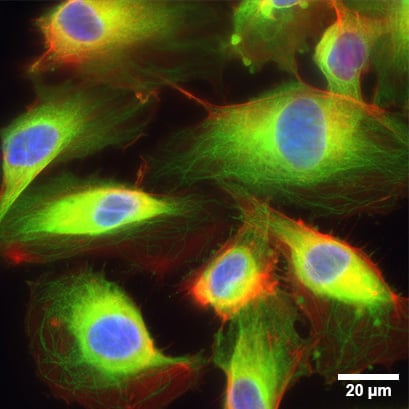 P_8063X_Plate_6well_example_01.jpg