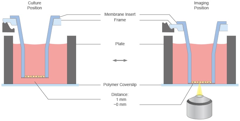 µ-Plate 24 for Membrane Inserts Principle