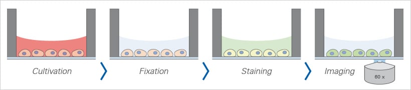 Immunofluorescence workflow in the µ-Plate 48 Well from cell cultivation and fixation to staining and imaging