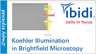 MV 45: Koehler Illumination in Brightfield Microscopy