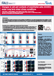 Changes in cell-cell contacts of endothelial cells (HUVEC) under long term shear stress conditions (PDF)