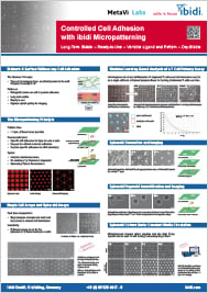 Controlled Cell Adhesion With ibidi Micropatterning