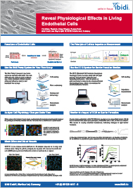 Reveal Physiological Effects in Living Endothelial Cells