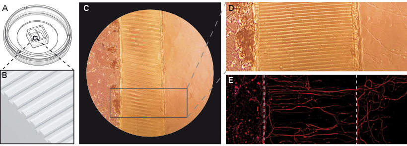 neuro_culture_insert_02.jpg