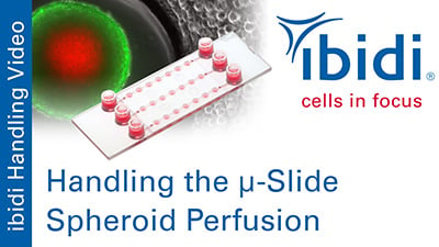 MV_046_Slide_Spheroid_Perfusion.jpg