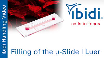 MV 48: Filling of the µ-Slide I Luer width=