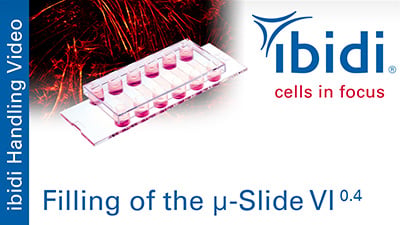 MV 50: Filling of the µ-Slide VI 0.4