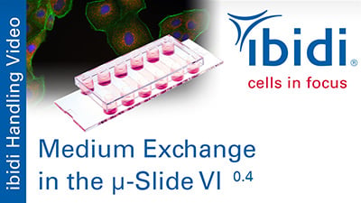 MV 51: Filling of the µ-Slide VI 0.4