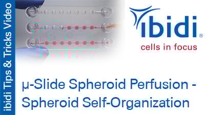 MV_074_Tips_Tricks_Slide_Spheroid_Perfusion_Spheroid_Self-Organization_400.jpg