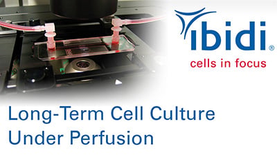 MV_021_LongTerm_CC_Perfusion.jpg